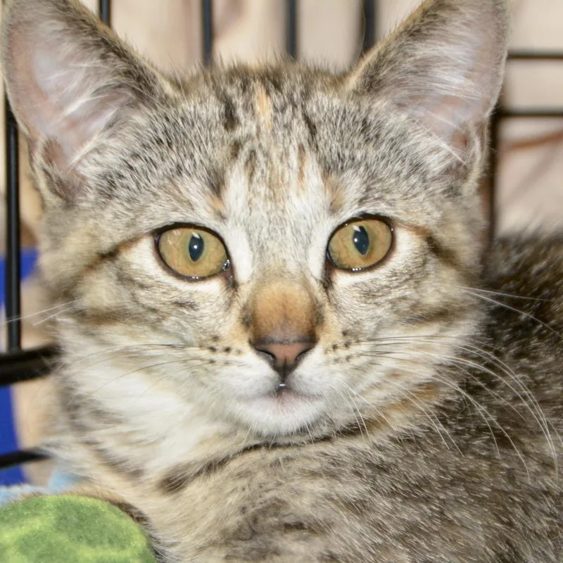 A baby small-sized female Brown / Chocolate Domestic Short Hair cat named Urth for adoption in Los Angeles, CA