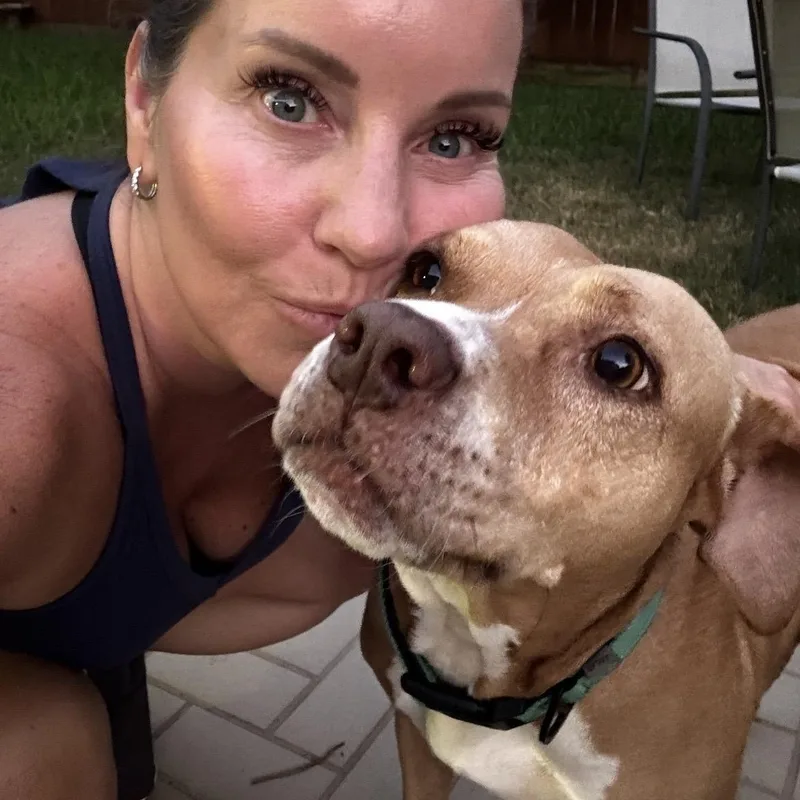 A senior medium-sized female Yellow / Tan / Blond / Fawn Staffordshire Bull Terrier dog named Bella for adoption in South Houston, TX