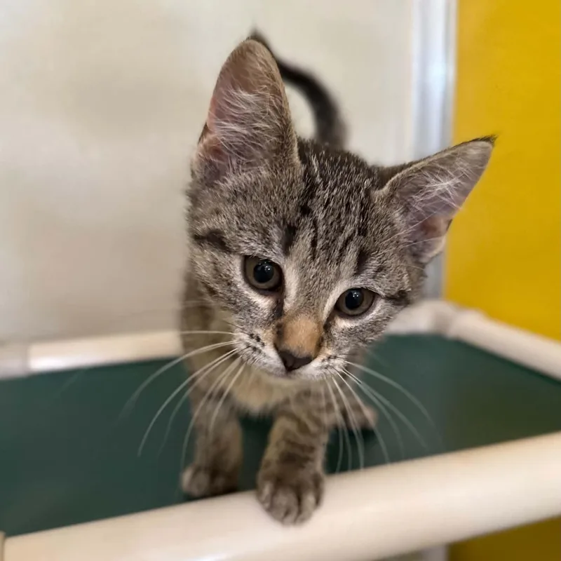 A baby medium-sized female Domestic Short Hair cat named Alexa for adoption in Penn Yan, NY