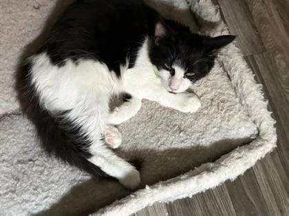 A young small-sized female Domestic Medium Hair cat named Velvet Rose for adoption in Williamsport, PA