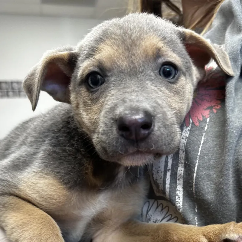 A baby small-sized female Gray / Blue / Silver Retriever dog named Tornado Siren for adoption in Cleveland, MS
