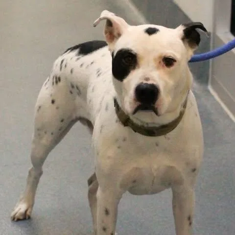 An adult large-sized male White / Cream Pit Bull Terrier dog named Ryder for adoption in Fredericksburg, VA