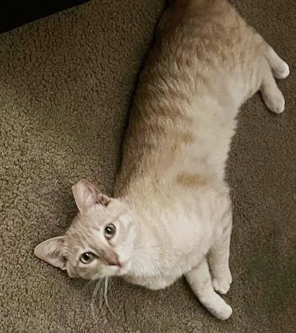 An adult medium-sized male Orange / Red Domestic Short Hair cat named Baby Garfield for adoption in Chandler, AZ
