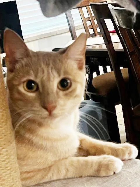 Baby Garfield thumbnail 3