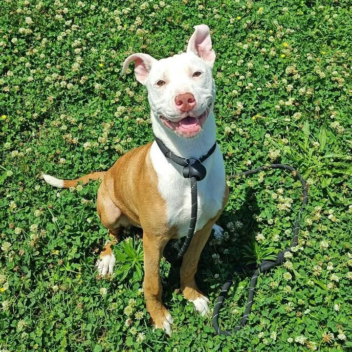 A baby medium-sized male Pit Bull Terrier dog named Sherwin for adoption in Springdale, AR