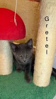 Gretel