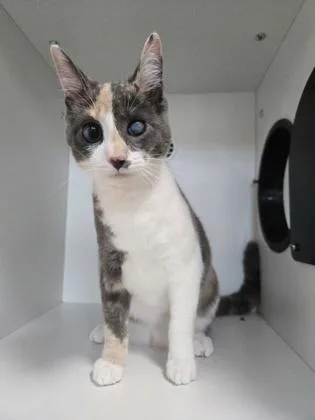 Debbie