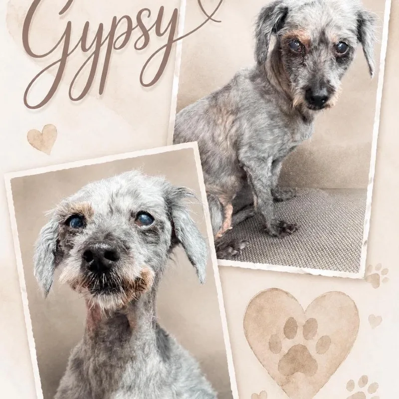A senior small-sized female Gray / Blue / Silver Schnauzer dog named Gypsy for adoption in Spring Hill, KS