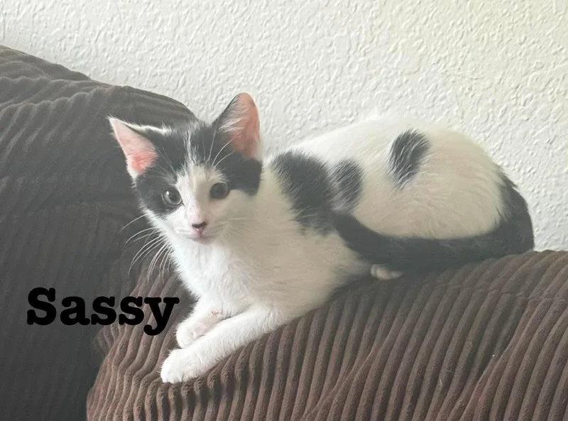 Little Sass Jan's Litter
