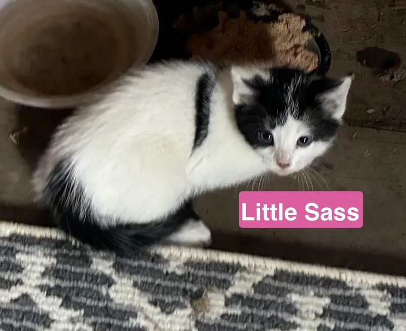 Little Sass Jan's Litter thumbnail 2