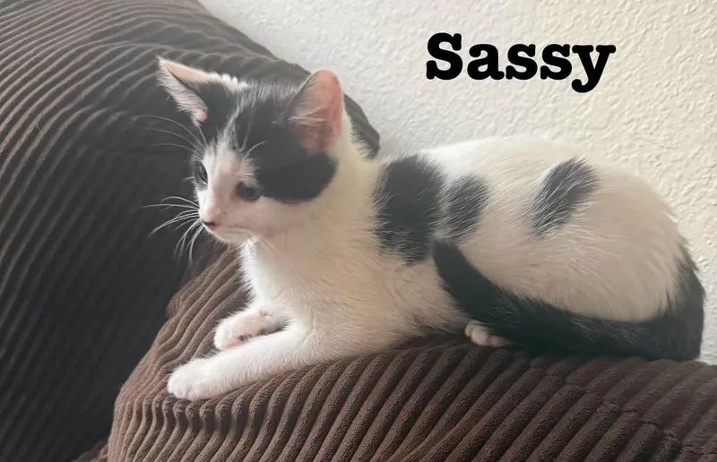 Little Sass Jan's Litter thumbnail 3