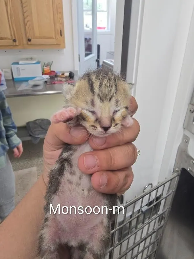 A baby large-sized male Domestic Short Hair cat named Monsoon for adoption in Glenfield, NY