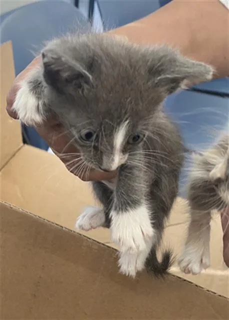 A baby medium-sized male Domestic Short Hair cat named Miles for adoption in Dallas, TX