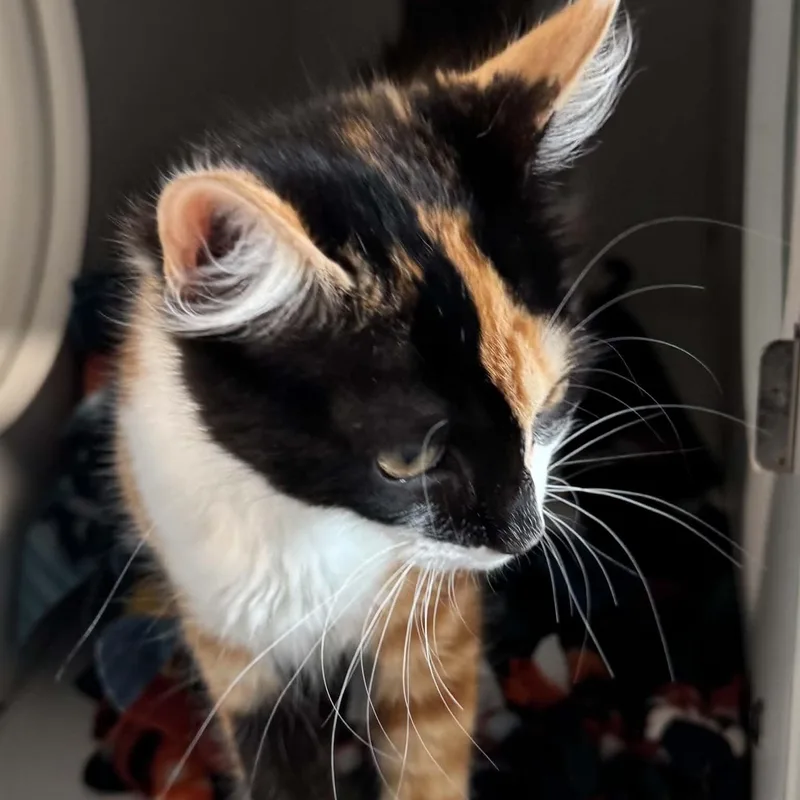 A baby small-sized female American Shorthair cat named Giselle for adoption in Danbury, CT
