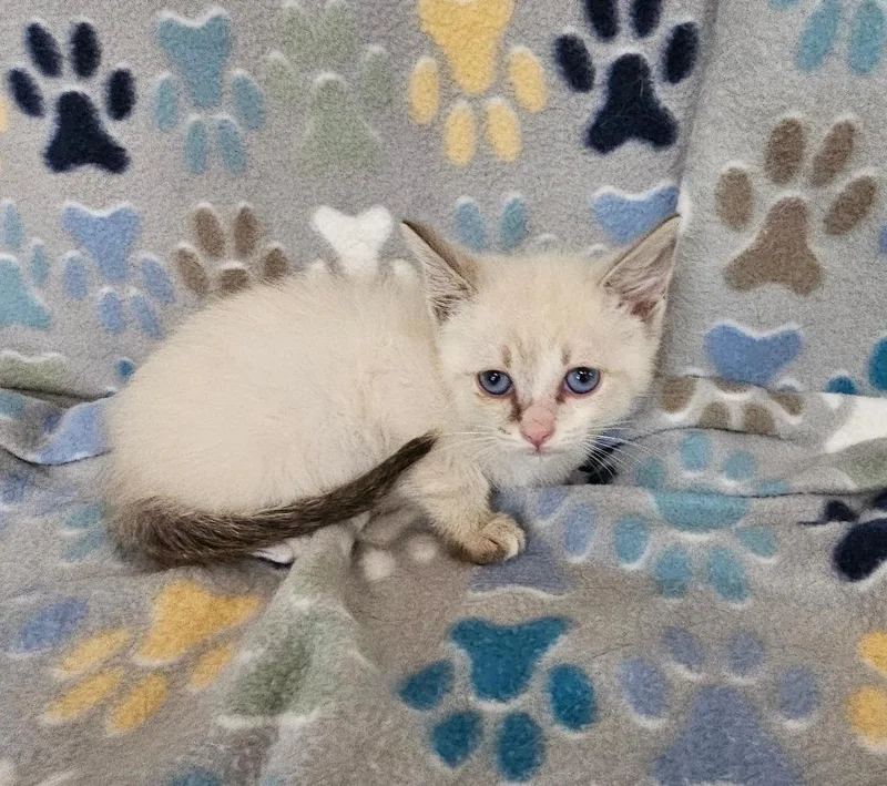 A baby small-sized male Siamese cat named Slash for adoption in Wabash, IN