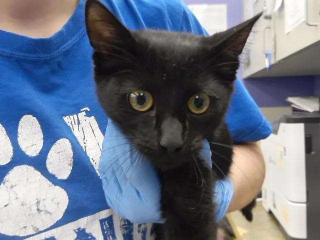 A baby small-sized female Domestic Short Hair cat named Cari for adoption in Omaha, NE