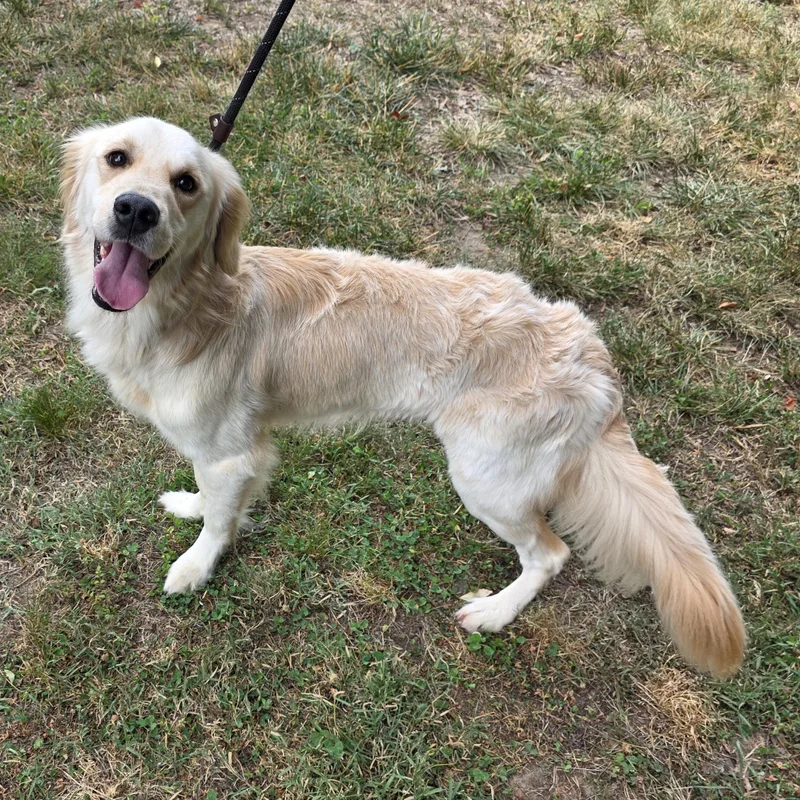Cooper