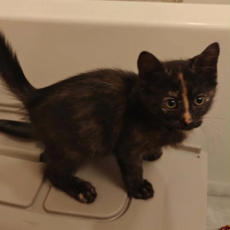 A baby small-sized female American Shorthair cat named Anna for adoption in mount vernon, AR