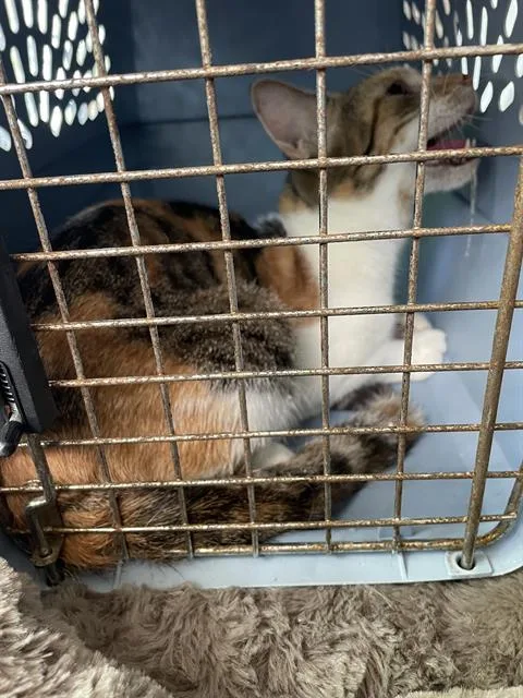 An adult medium-sized female Domestic Short Hair cat named Dakota for adoption in Palmetto, FL