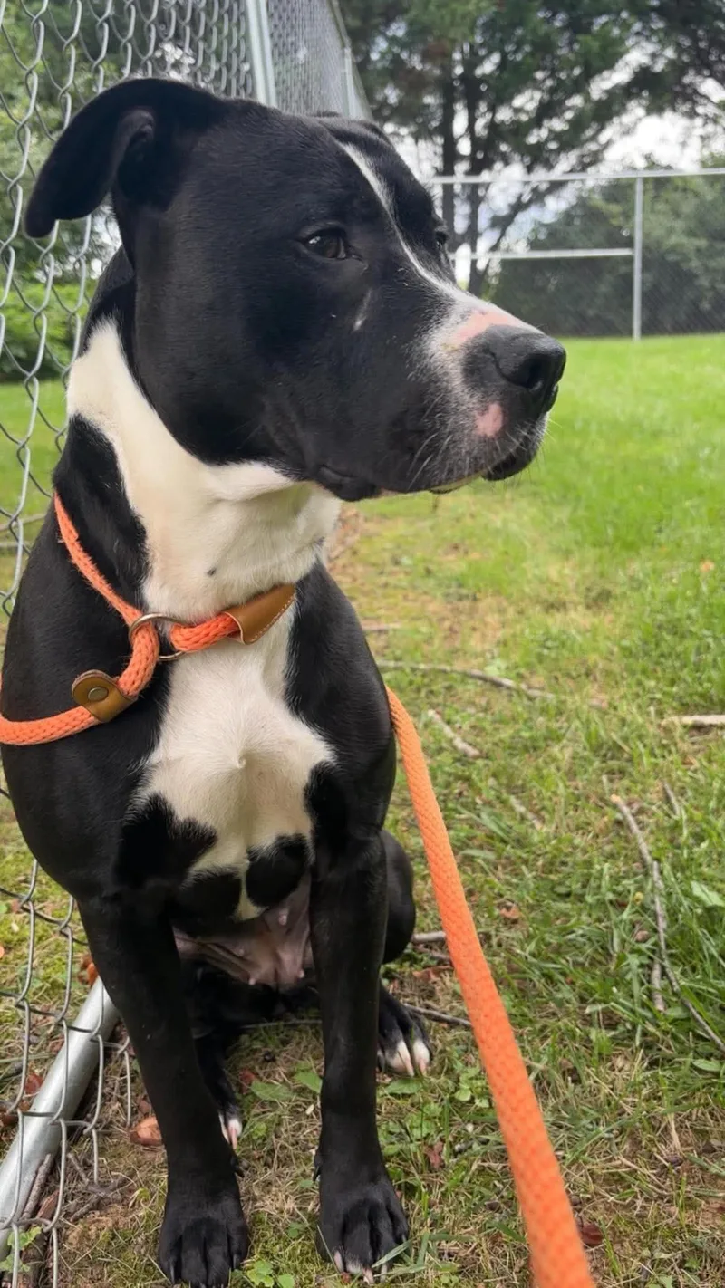 An adult medium-sized female Pit Bull Terrier dog named Charlotte for adoption in Front Royal, VA