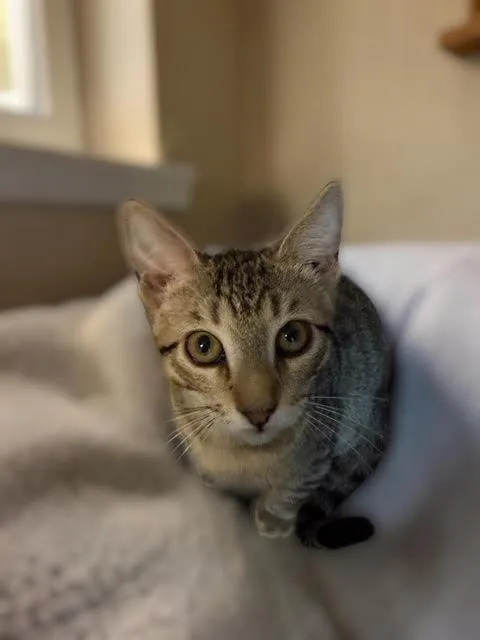 A baby small-sized male Brown / Chocolate Domestic Short Hair cat named Misha Kot for adoption in Chandler, AZ