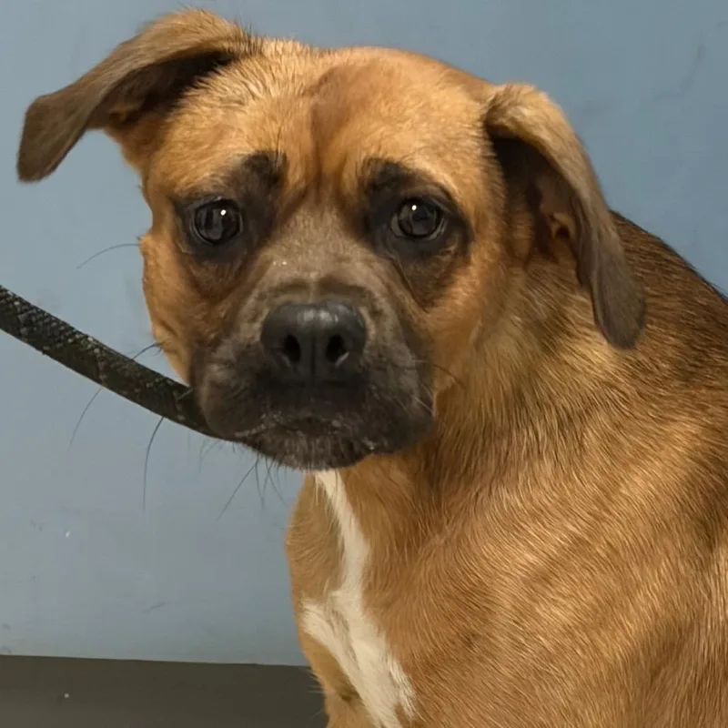 An adult medium-sized male Yellow / Tan / Blond / Fawn Mixed Breed dog named Chaol for adoption in Charleston, WV