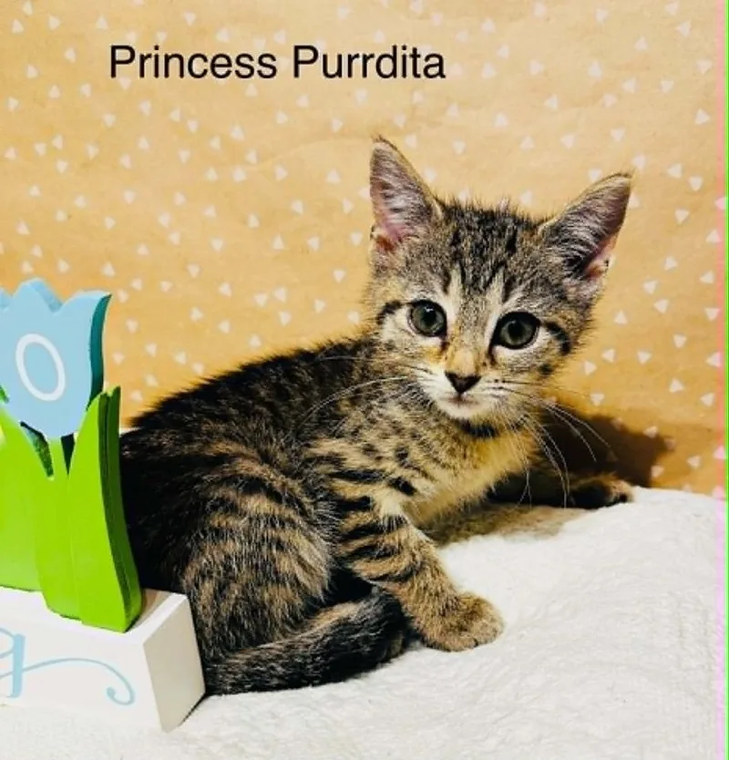 Princess Purrdita