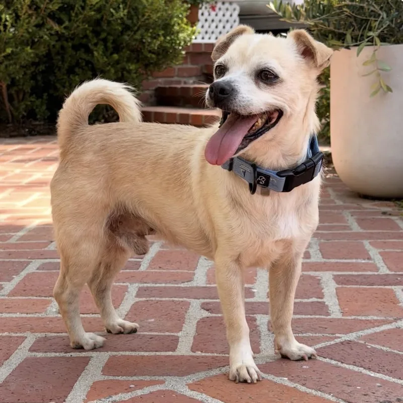 An adult small-sized male Apricot / Beige Chihuahua dog named Ace for adoption in Westlake Village, CA