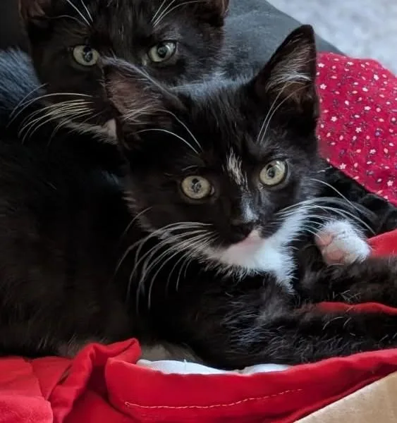 A baby medium-sized female Black & White / Tuxedo Domestic Short Hair cat named Diamond for adoption in Grove City, OH