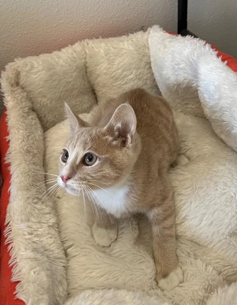 A baby small-sized male Tabby cat named Salamander for adoption in Newberg, OR