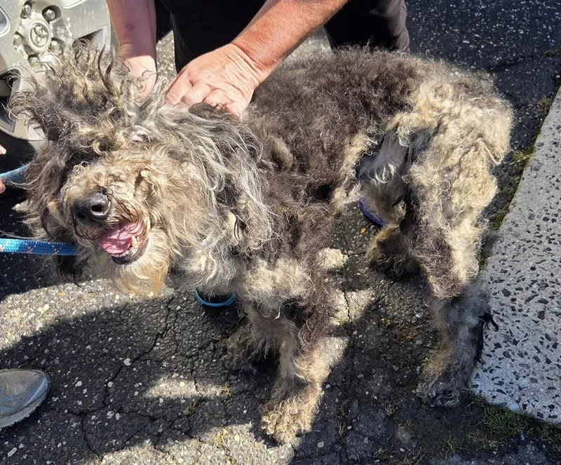 A young medium-sized female Aussiedoodle dog named Sophia for adoption in Egg Harbor City, NJ