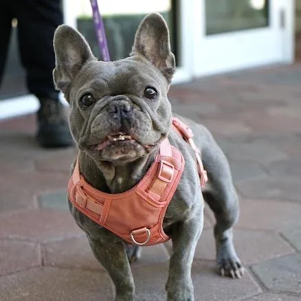 An adult small-sized female French Bulldog dog named Maisie for adoption in Hampton Bays, NY