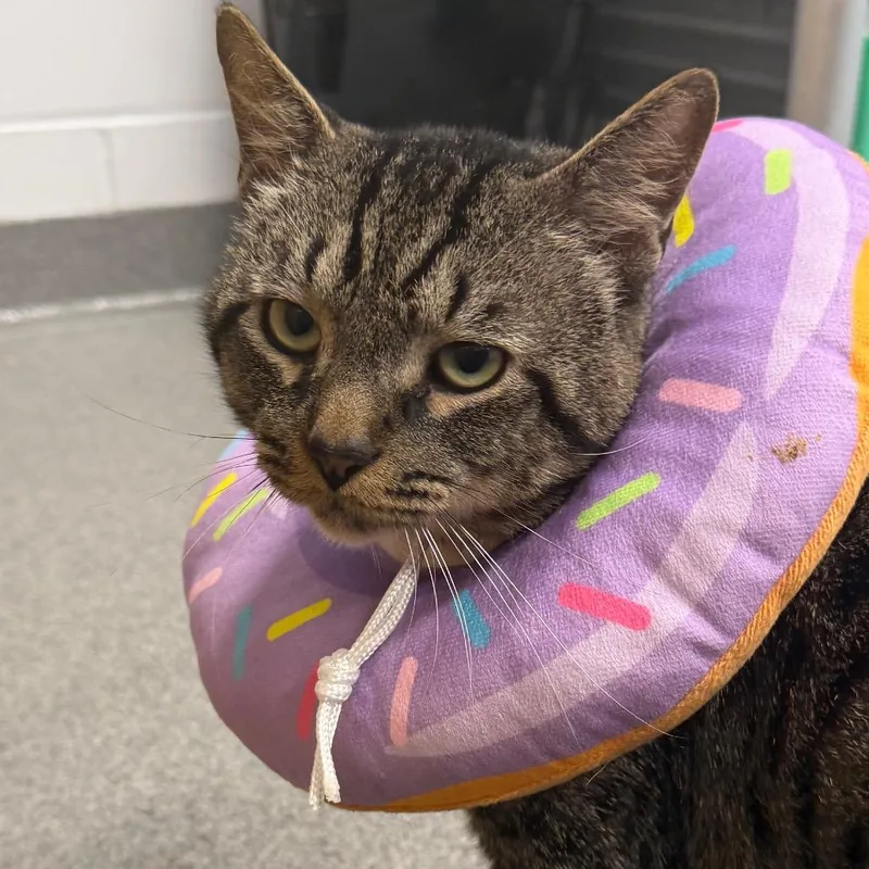 An adult large-sized male Brown / Chocolate Domestic Short Hair cat named Fred for adoption in West Palm Beach, FL