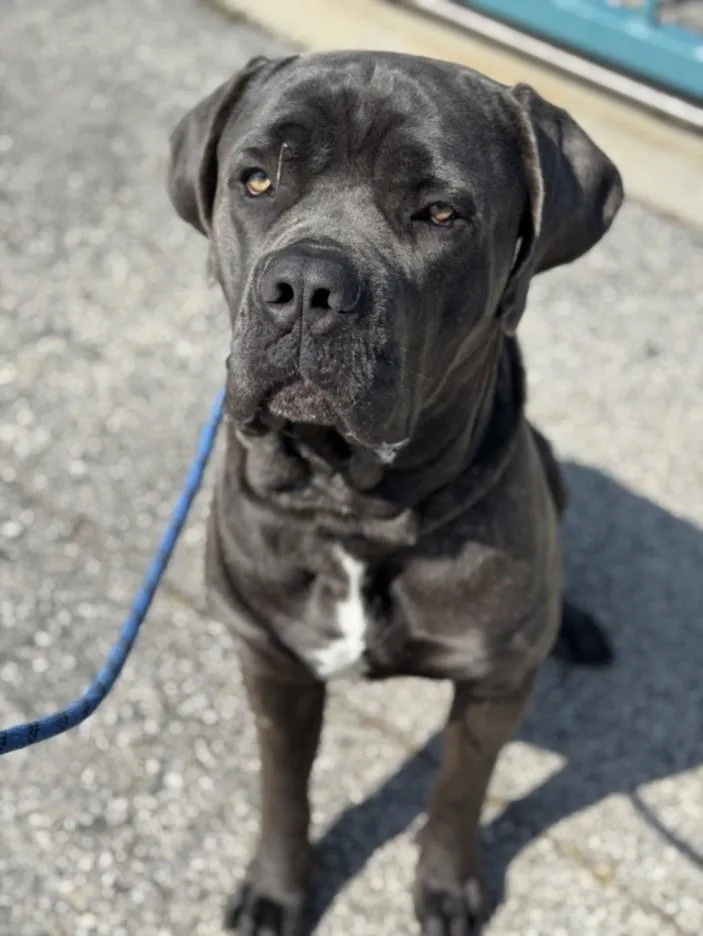 A young large-sized male Mastiff dog named Bradley for adoption in Chatsworth, CA