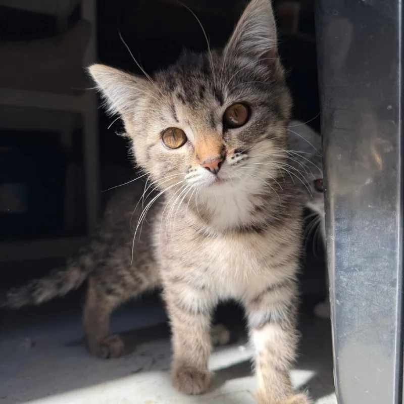 A baby small-sized female Brown / Chocolate Domestic Short Hair cat named Ophelia for adoption in Muncie, IN