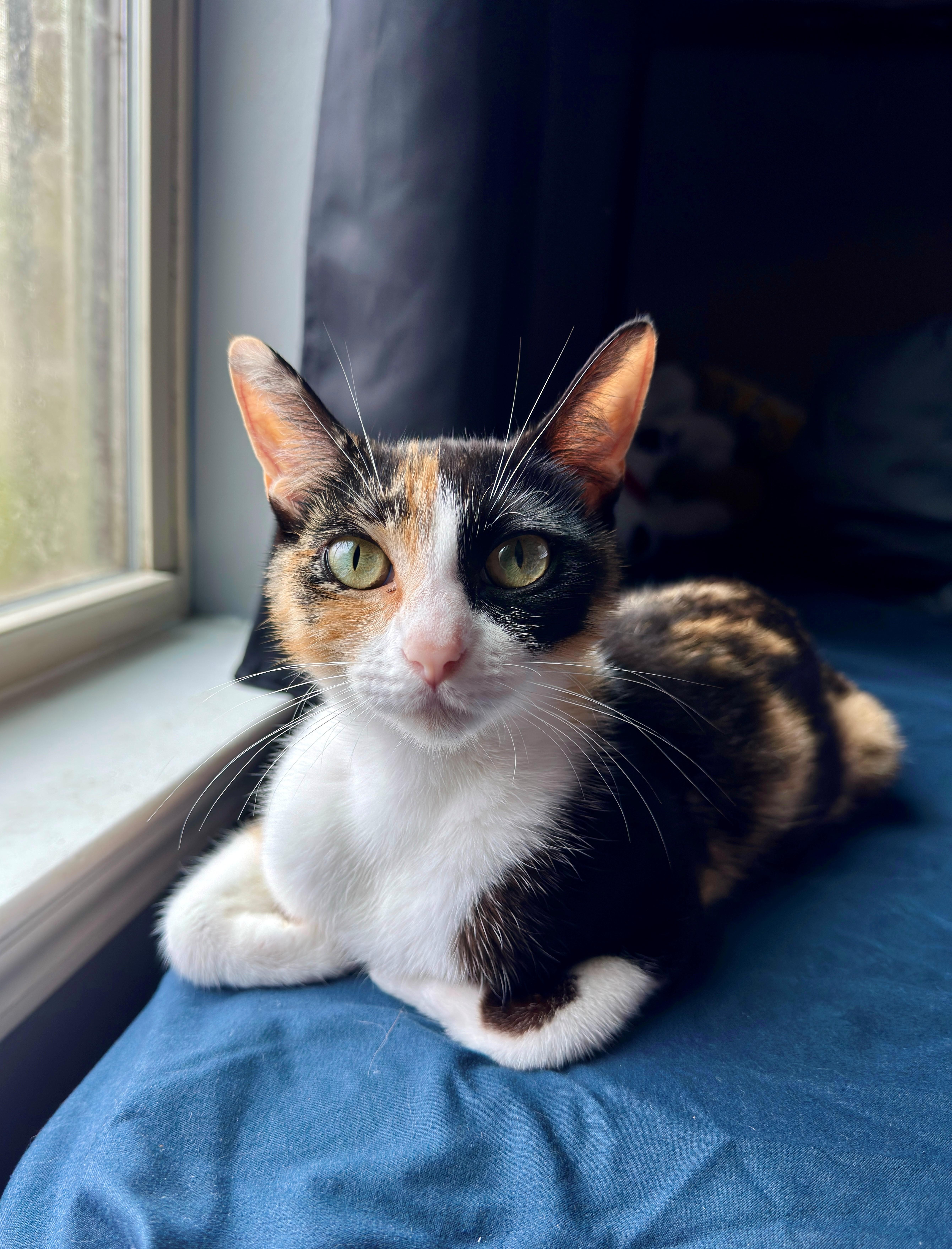 A young medium-sized female Domestic Short Hair cat named Cali for adoption in Walker, LA
