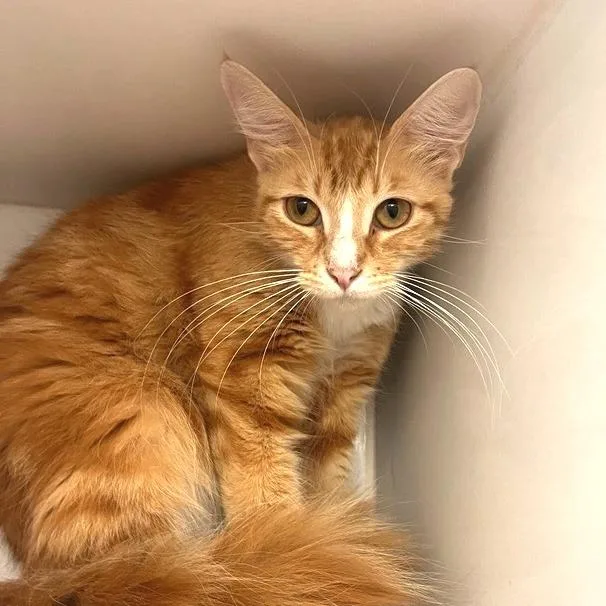 An adult medium-sized female Domestic Medium Hair cat named Blair for adoption in Los Angeles, CA