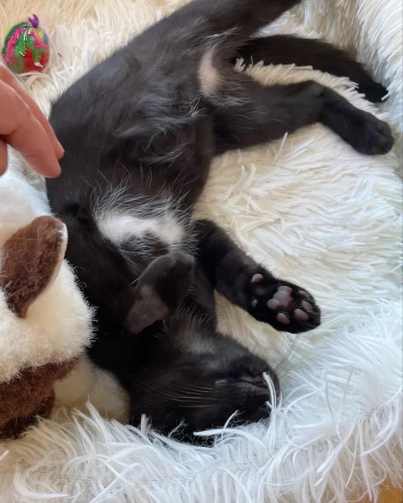 A baby small-sized male Domestic Short Hair cat named Spencer for adoption in San Francisco, CA