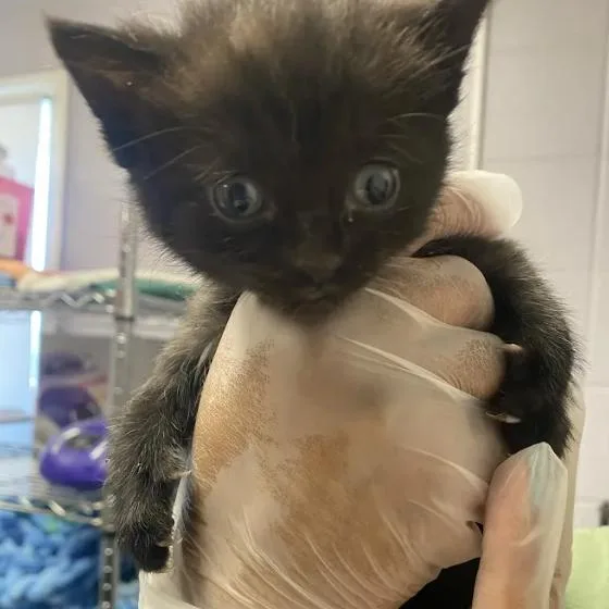A baby small-sized female Black Domestic Short Hair cat named Richie for adoption in South Elgin, IL