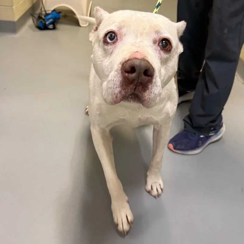 A senior large-sized male White / Cream Mixed Breed dog named Franklin for adoption in Asheville, NC