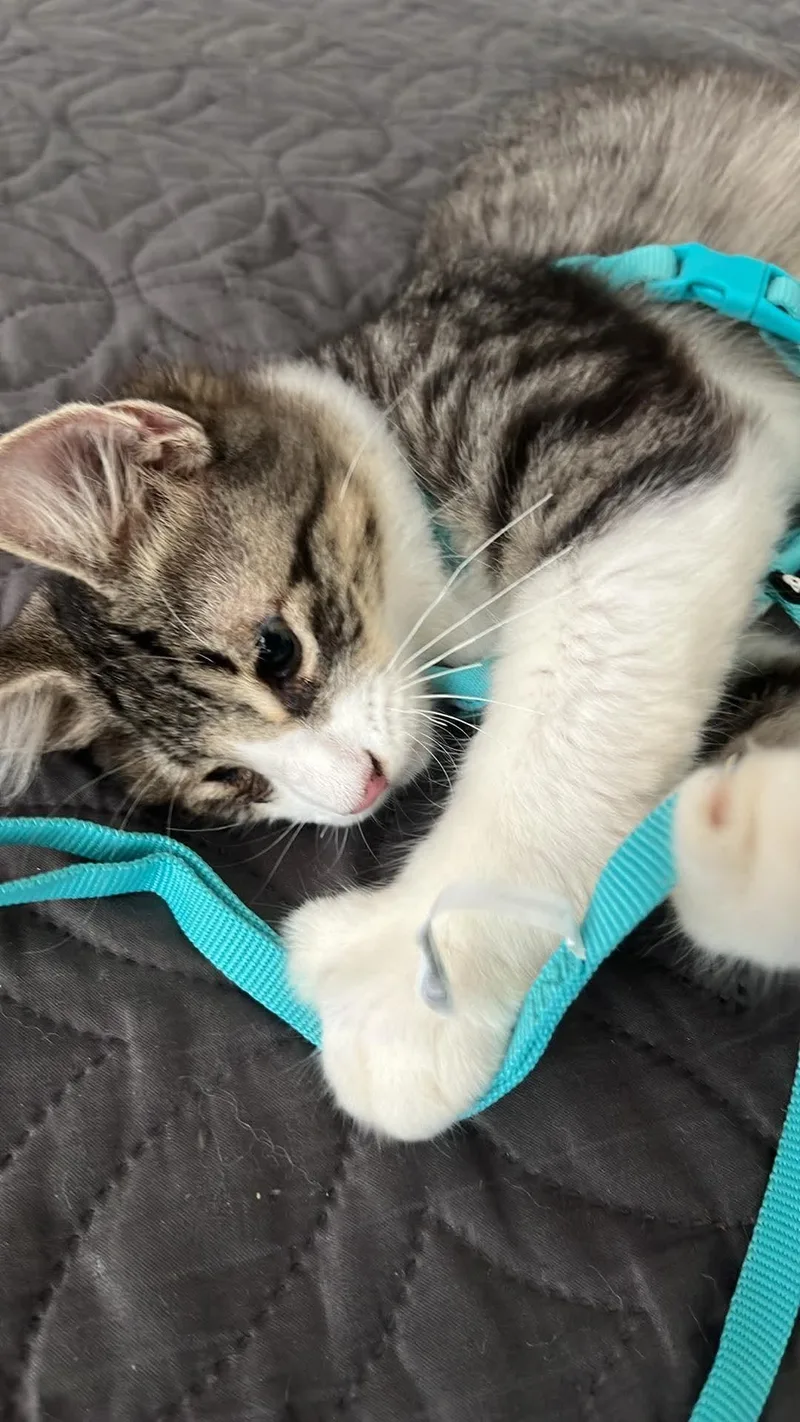 A baby small-sized male Tabby cat named Ash for adoption in Rincon, PR