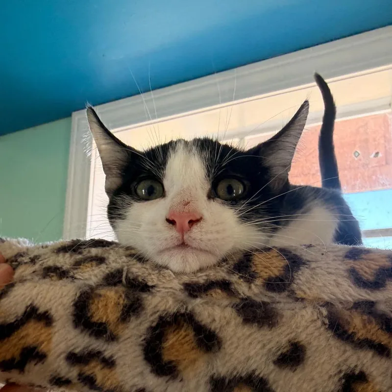 A baby small-sized male Domestic Short Hair cat named Crockett for adoption in West Point, MS