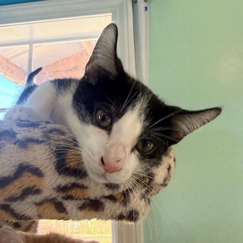 Crockett thumbnail 3