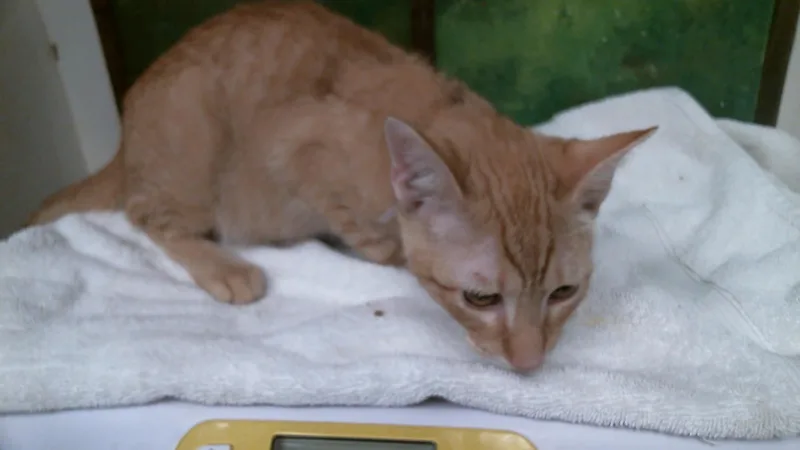 A young medium-sized male Domestic Short Hair cat named Kinder for adoption in Houston, TX