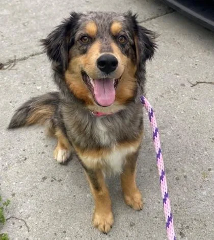 An adult medium-sized female Australian Shepherd dog named Banana for adoption in West Chester, PA