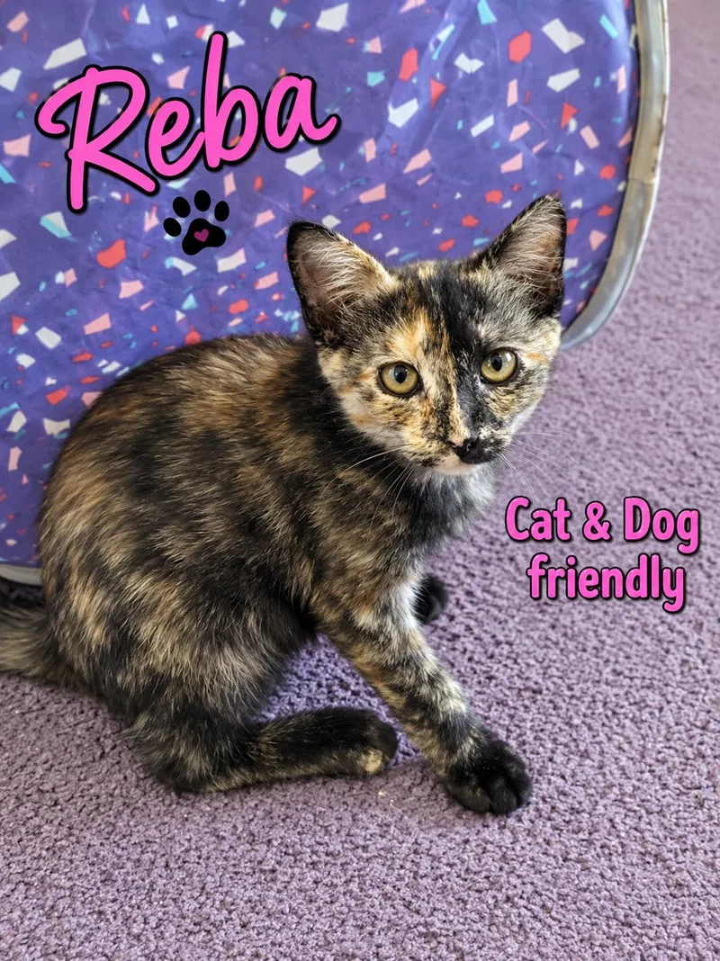 A baby medium-sized female Domestic Short Hair cat named Reba Willow Grove for adoption in Greenville, DE