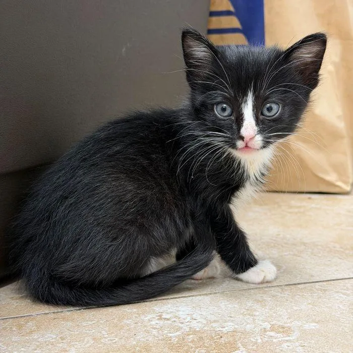 A young medium-sized female Black & White / Tuxedo Domestic Short Hair cat named Jo Jo Bean for adoption in Hilton Head Island, SC
