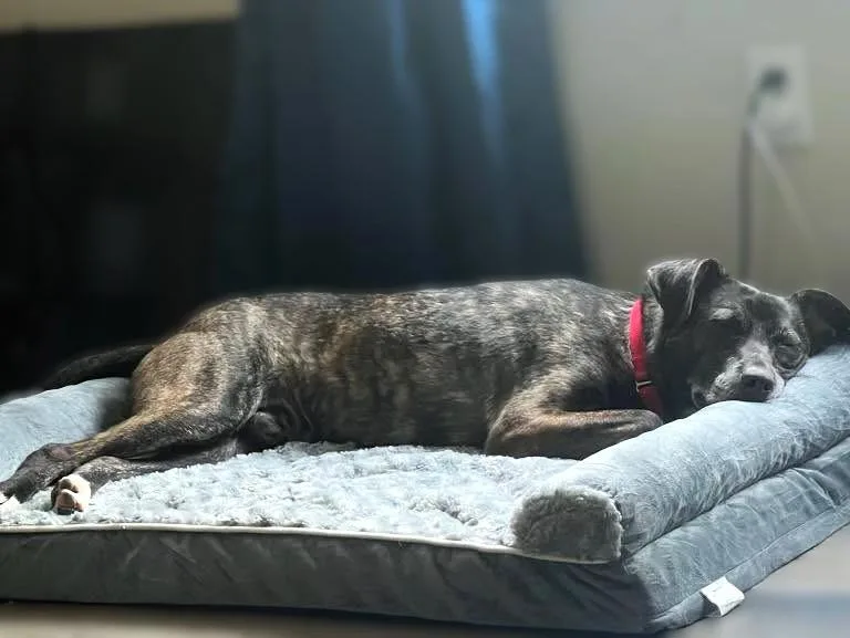 An adult medium-sized male Mixed Breed dog named Luca for adoption in New Albany, OH