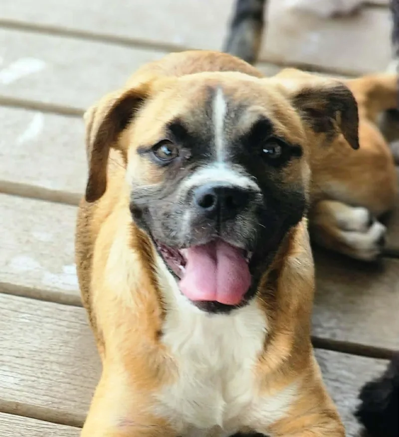 A baby medium-sized female Golden Boxer dog named Hopscotch for adoption in Austin, TX