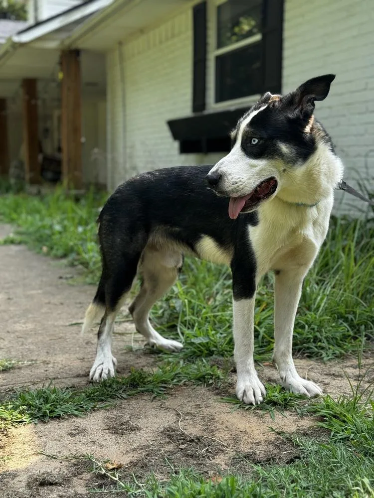 An adult medium-sized male Husky dog named Duke for adoption in Oklahoma City, OK